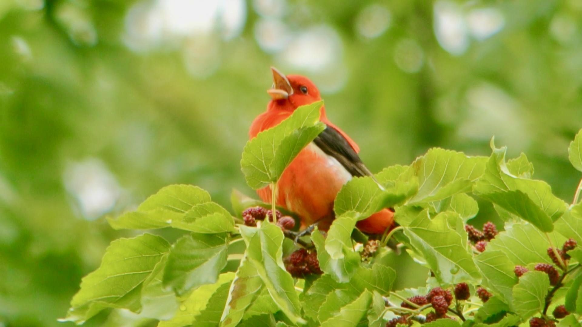 Scarlet Tanager by Andy Reago & Chrissy McClarren is licensed under CC BY 2.0